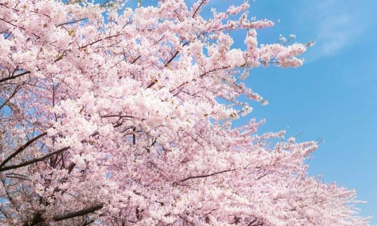 Năm 1912: tượng trưng cho tình hữu nghị và sự liên minh chính trị. Thay mặt những người dân Nhật Bản, chính phủ Nhật Bản mang tặng nước Mỹ 3.000 cây hoa anh đào. Cây anh đào được trao như một món quà biểu tượng cho tình hữu nghị và sự hợp tác về mặt chính trị giữa Nhật Bản và Mỹ. (Nguồn: Flickr)