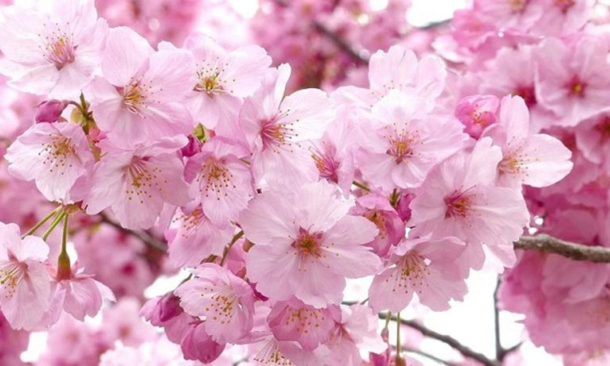  Hoa anh đào còn có tên tiếng Nhật là Sakura - một loài hoa cực kỳ quan trọng với người dân Nhật Bản. Một loài hoa gắn liền với truyền thống, lịch sử và rất giàu ý nghĩa văn hóa. (Nguồn: META.vn) 