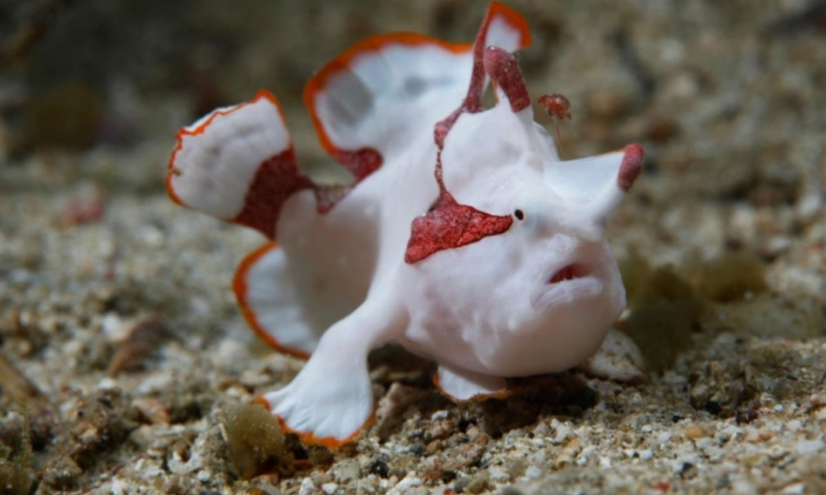 8. Cá ếch: không bơi giỏi và thường sống ở gần đáy đại dương nhưng chúng là những thợ săn rất chuyên nghiệp. Chúng sử dụng một bộ phận trên cơ thể để giả vờ làm mồi nhử, rồi khi con mồi tiến gần, nó sẽ xông lên và nuốt con mồi bằng chiếc miệng lớn. (Nguồn: vtc.vn)