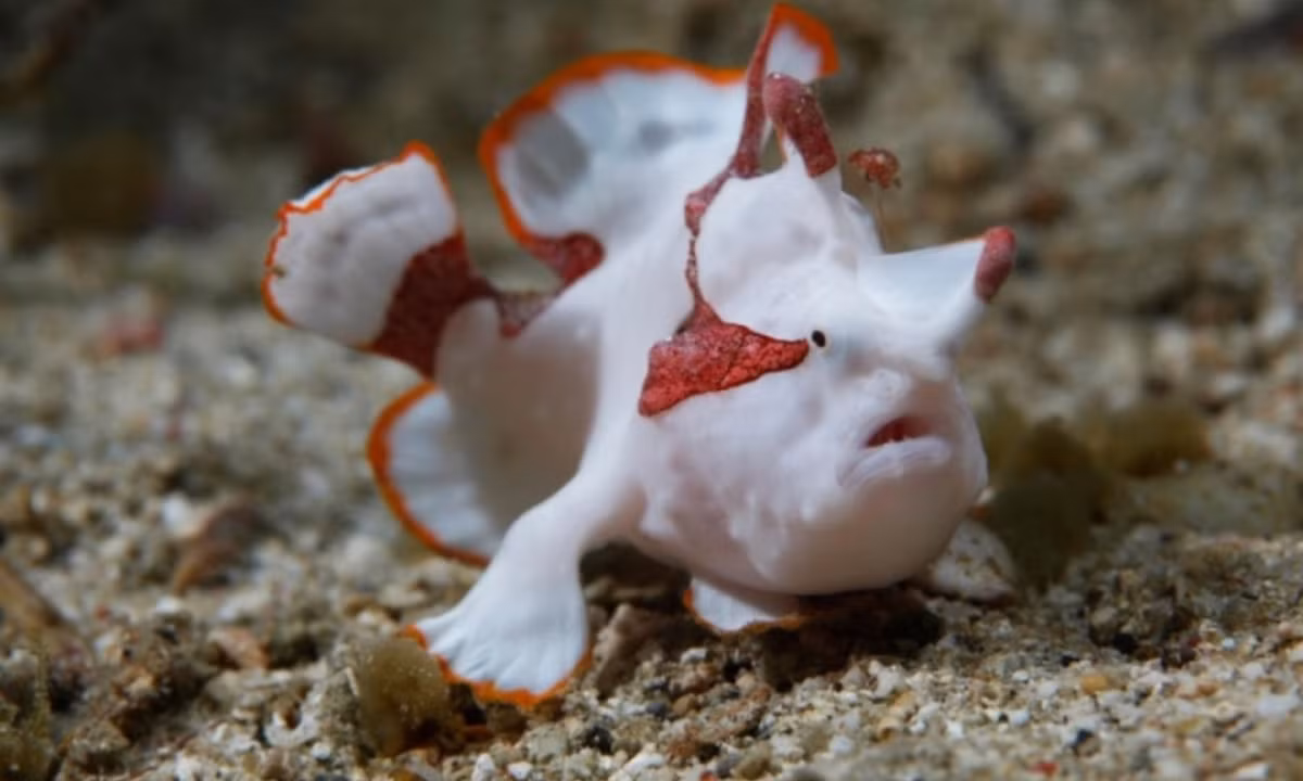 8. Cá ếch: không bơi giỏi và thường sống ở gần đáy đại dương nhưng chúng là những thợ săn rất chuyên nghiệp. Chúng sử dụng một bộ phận trên cơ thể để giả vờ làm mồi nhử, rồi khi con mồi tiến gần, nó sẽ xông lên và nuốt con mồi bằng chiếc miệng lớn. (Nguồn: vtc.vn)