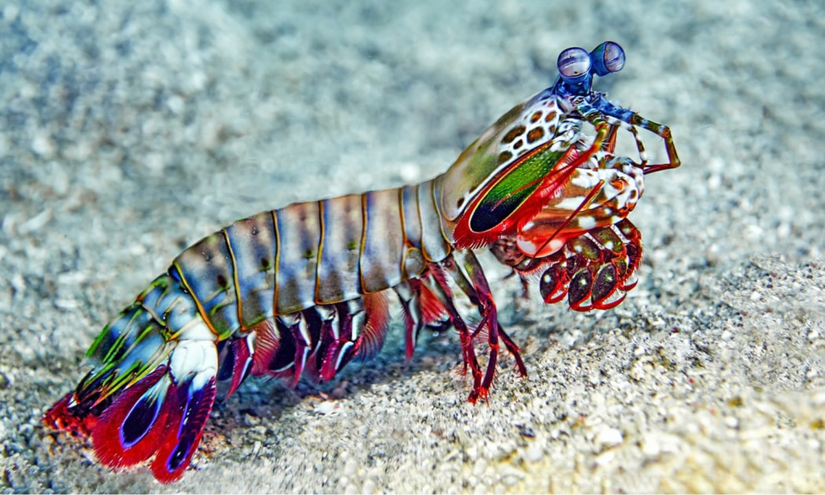 3. Tôm tít: là một trong những loài động vật mạnh nhất so với những con vật có cùng kích cỡ, chúng có thể đánh bại con mồi bằng cách phóng ra cú đấm với tốc độ tấn công nhanh như một viên đạn theo đúng nghĩa đen, dễ dàng phá vỡ vỏ sò hoặc vỏ cua. (Nguồn: VPAS) 