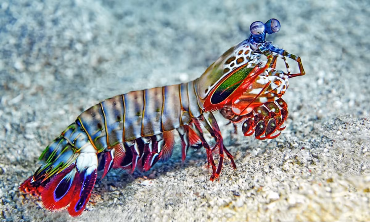 3. Tôm tít: là một trong những loài động vật mạnh nhất so với những con vật có cùng kích cỡ, chúng có thể đánh bại con mồi bằng cách phóng ra cú đấm với tốc độ tấn công nhanh như một viên đạn theo đúng nghĩa đen, dễ dàng phá vỡ vỏ sò hoặc vỏ cua. (Nguồn: VPAS) 