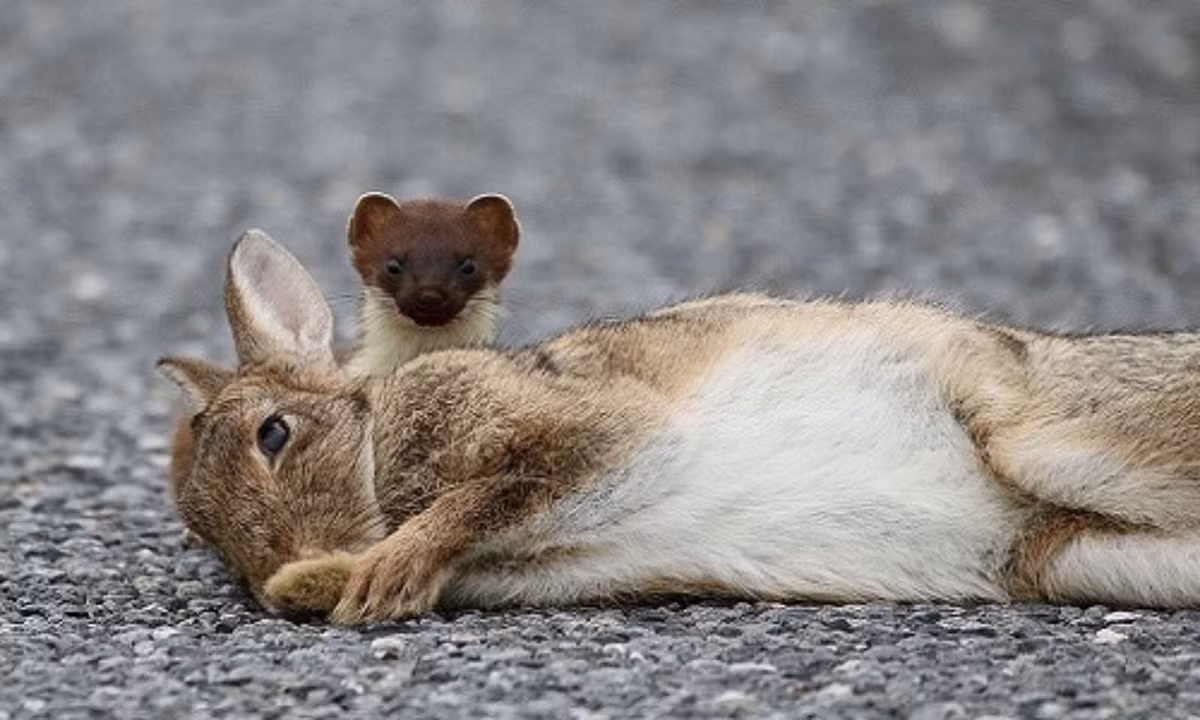 Khi phát hiện ra một đàn thỏ, nó sẽ bắt đầu trình diễn một điệu nhảy trước chúng, xoay tròn và nhảy lên với tốc độ chóng mặt. Khả năng này giúp nó thôi miên đối phương và tiến gần mục tiêu. Khi đến đúng thời điểm, nó sẽ tấn công và túm con thỏ gần nhất cho bữa tối của mình.