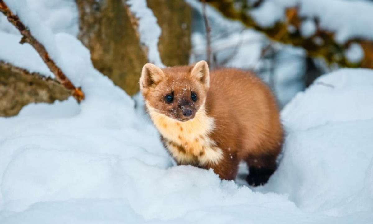 2. Chồn ecmin: là loài động vật ăn thịt, có thể ăn bất kỳ thứ gì từ côn trùng, chim, chuột cho tới các loài động vật có vú nhỏ như thỏ. Chồn ecmin không phải kẻ săn mồi lớn nhất hay lợi hại nhất nên nó phải sử dụng những kỹ năng khác. (Nguồn: vtc.vn)