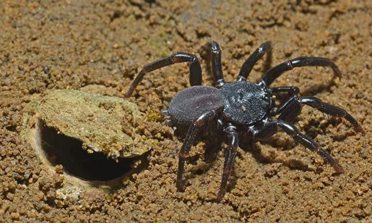 7. Nhện cửa sập: thường đào một cái hố để chui vào trong và phục kích con mồi. Chúng thậm chí có thể ngụy trang bằng cách phủ những chiếc lá lên trên. Khi những con côn trùng vô tư tiến gần, nó sẽ kéo con mồi vào trong. (Nguồn: Loài vật)