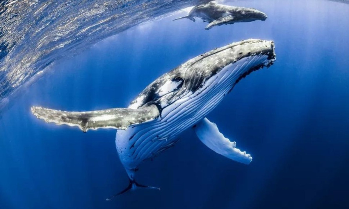 Tại đây, những con cá voi khác sẽ thổi những quả bong bóng lớn khiến đàn cá càng thêm hỗn loạn. Khi đó, cá voi sẽ há miệng và nuốt chửng chúng. Một con cá voi có thể ăn khoảng 1 tấn cá/ngày bằng cách này. (Nguồn: Tiền Phong)