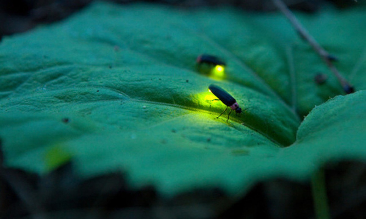 9. Đom đóm: là một trong những loài sinh vật tuyệt đẹp trong tự nhiên với khả năng phát sáng. Tuy nhiên, đây cũng chính là cách để nó săn mồi. Đom đóm tạo nên những chiếc bẫy dính và thu hút con mồi bằng ánh sáng của mình. (Nguồn: vtc.vn)