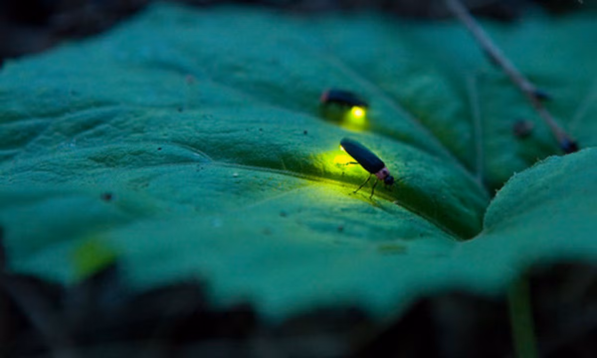 9. Đom đóm: là một trong những loài sinh vật tuyệt đẹp trong tự nhiên với khả năng phát sáng. Tuy nhiên, đây cũng chính là cách để nó săn mồi. Đom đóm tạo nên những chiếc bẫy dính và thu hút con mồi bằng ánh sáng của mình. (Nguồn: vtc.vn)