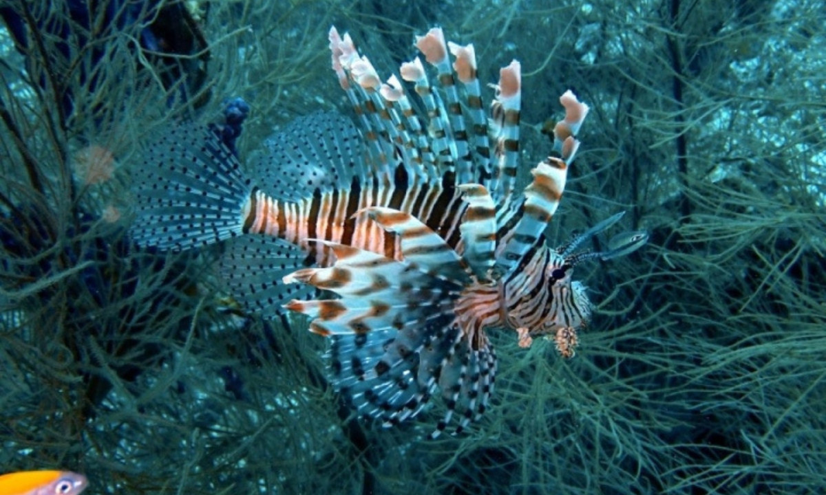 6. Cá rồng: trong khi hầu hết sinh vật dưới đại dương chỉ có thể nhìn thấy ánh sáng xanh thì cá rồng có thể nhìn thấy ánh sáng đỏ. Điều này khiến cho chúng có khả năng nhìn trong bóng tối khi mà các sinh vật biển khác không nhìn thấy gì, khiến chúng săn mồi dễ dàng hơn. (Nguồn: vtc.vn)