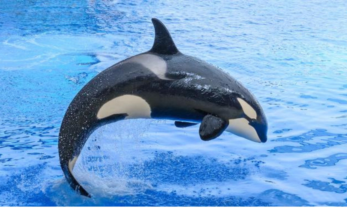 5. Cá voi sát thủ: là một trong vài loài động vật săn cá mập. Chúng săn mồi bằng cách đưa những con cá mập lên mặt nước rồi tung ra một cú tát từ trên xuống khiến cá mập tê liệt và trở thành bữa ăn của chúng.