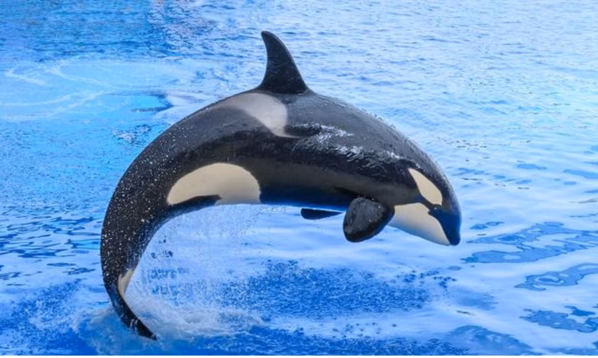 5. Cá voi sát thủ: là một trong vài loài động vật săn cá mập. Chúng săn mồi bằng cách đưa những con cá mập lên mặt nước rồi tung ra một cú tát từ trên xuống khiến cá mập tê liệt và trở thành bữa ăn của chúng.