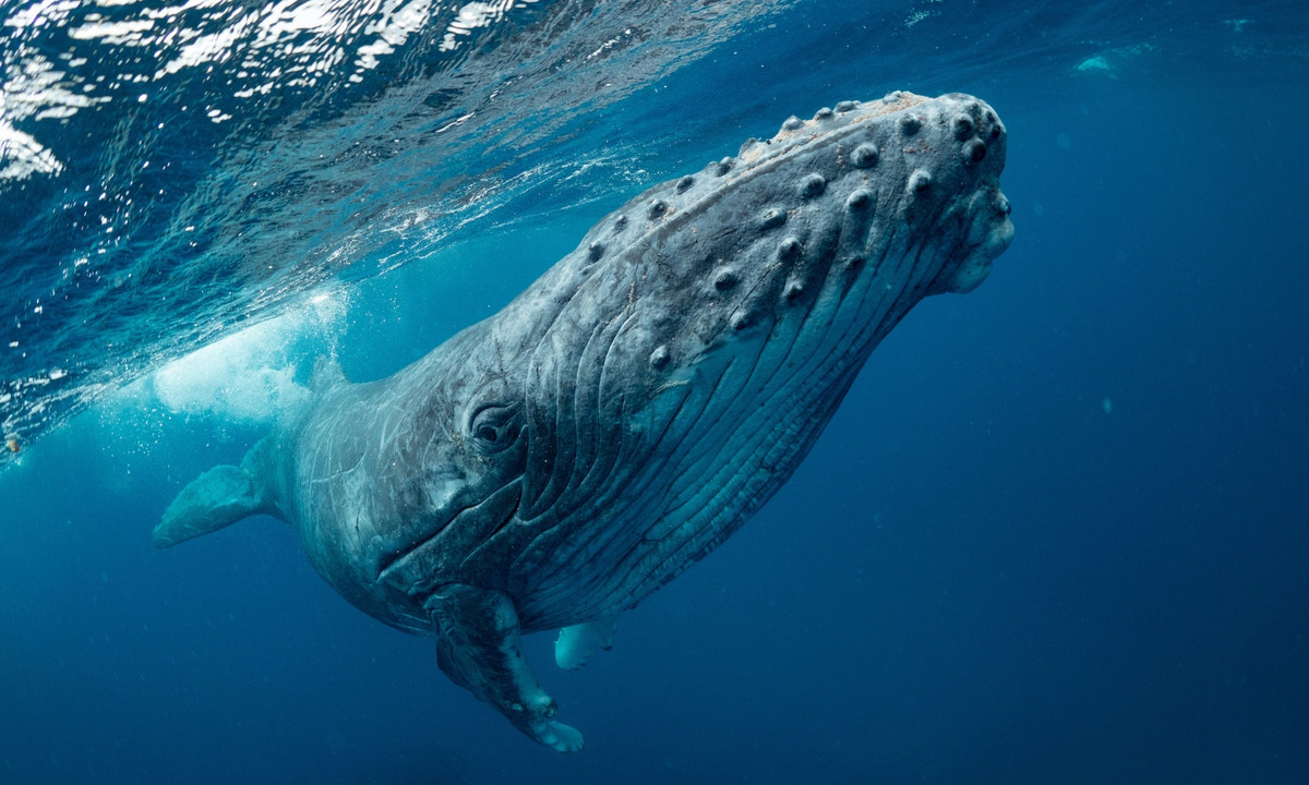 10. Cá voi lưng gù: là một loài động vật thông minh và điều này được phản ánh qua cách nó săn mồi. Những con cá voi lưng gù sẽ phát ra tiếng ồn gần một đàn cá để khiến chúng hoảng loạn và bơi lên mặt nước. (Nguồn: Tinhte)