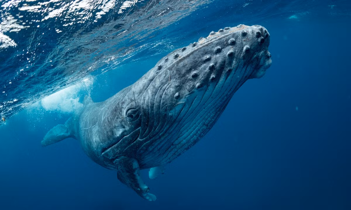 10. Cá voi lưng gù: là một loài động vật thông minh và điều này được phản ánh qua cách nó săn mồi. Những con cá voi lưng gù sẽ phát ra tiếng ồn gần một đàn cá để khiến chúng hoảng loạn và bơi lên mặt nước. (Nguồn: Tinhte)