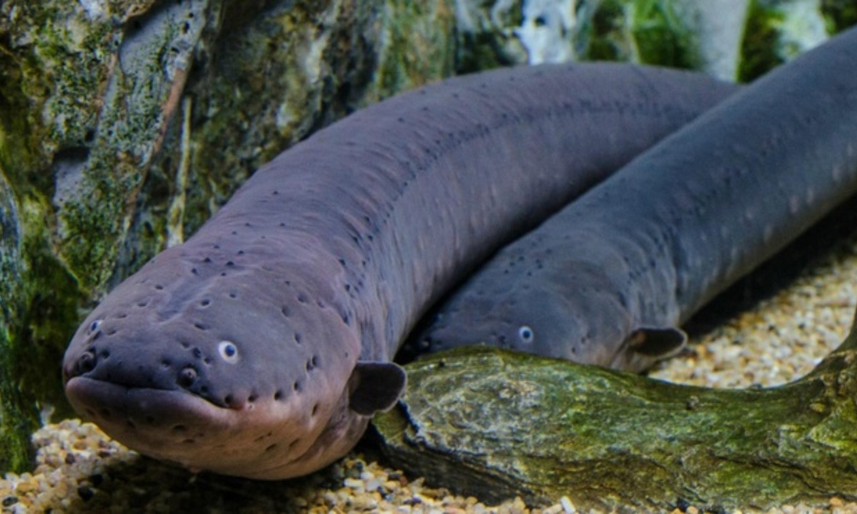 4. Lươn điện: thường nấp vào bóng tối và sử dụng khả năng phóng điện độc đáo của mình để làm tê liệt con mồi. (Nguồn: Zing)