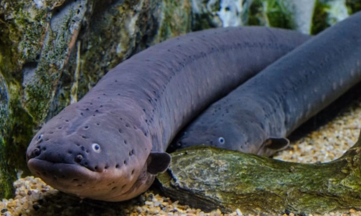 4. Lươn điện: thường nấp vào bóng tối và sử dụng khả năng phóng điện độc đáo của mình để làm tê liệt con mồi. (Nguồn: Zing)