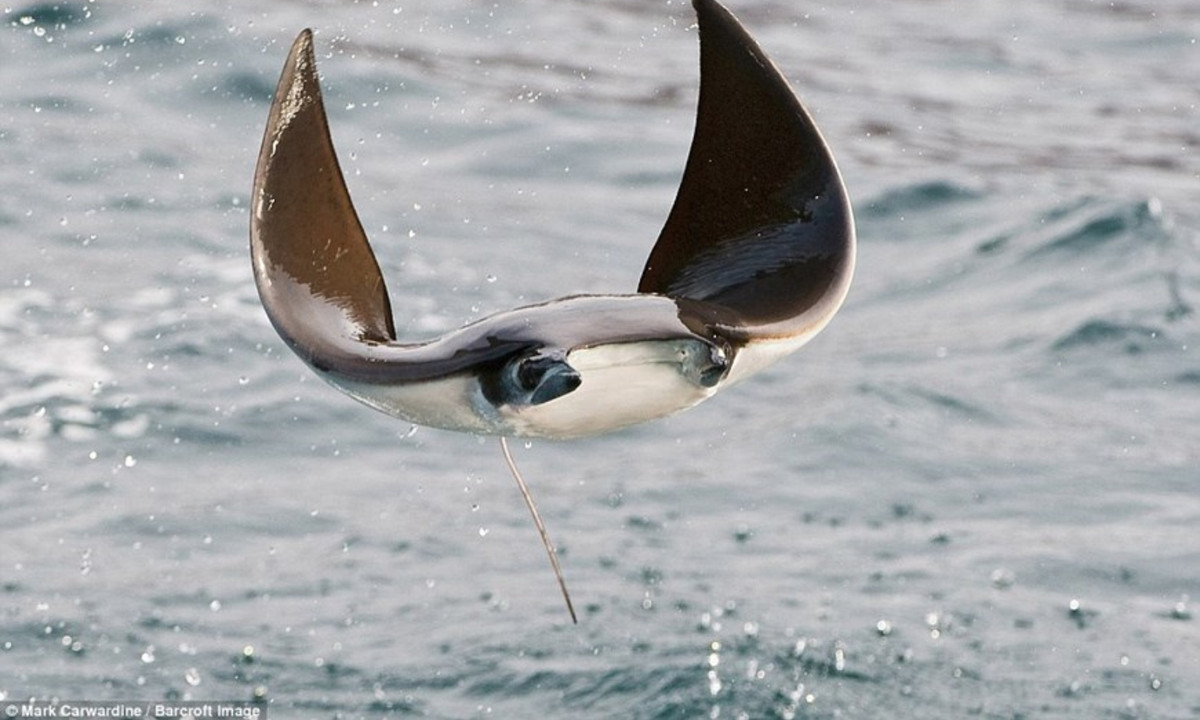 Vào mùa giao phối, cá đuối đực có thể nhảy cách mặt nước đến 3m, lượn trên không trung vài giây rồi rơi trở lại mặt nước để thu hút bạn tình. (Nguồn: Barcroft Media)