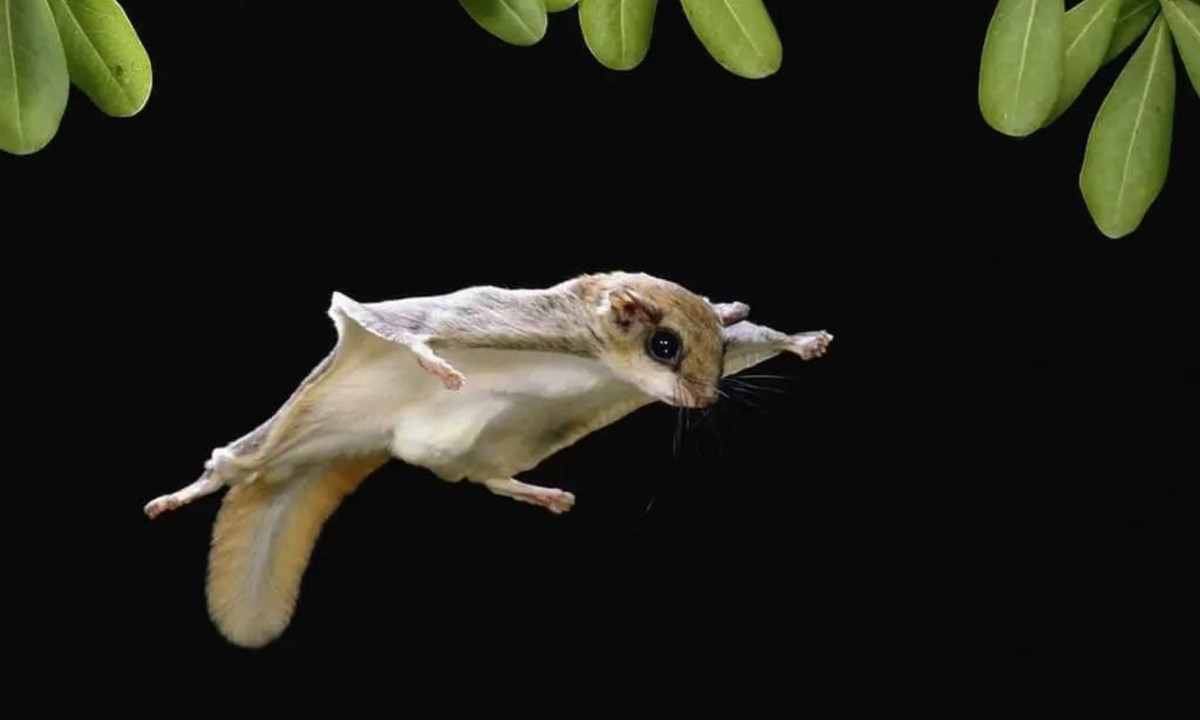 6. Sóc bay Úc: bắt nguồn từ một phân loài của loài thú có túi Petaurus breviceps. Loại thú này có quê hương là bờ biển đông bắc nước Úc nên đây cũng chính là quê nhà của chúng. (Nguồn: farmvina.com)