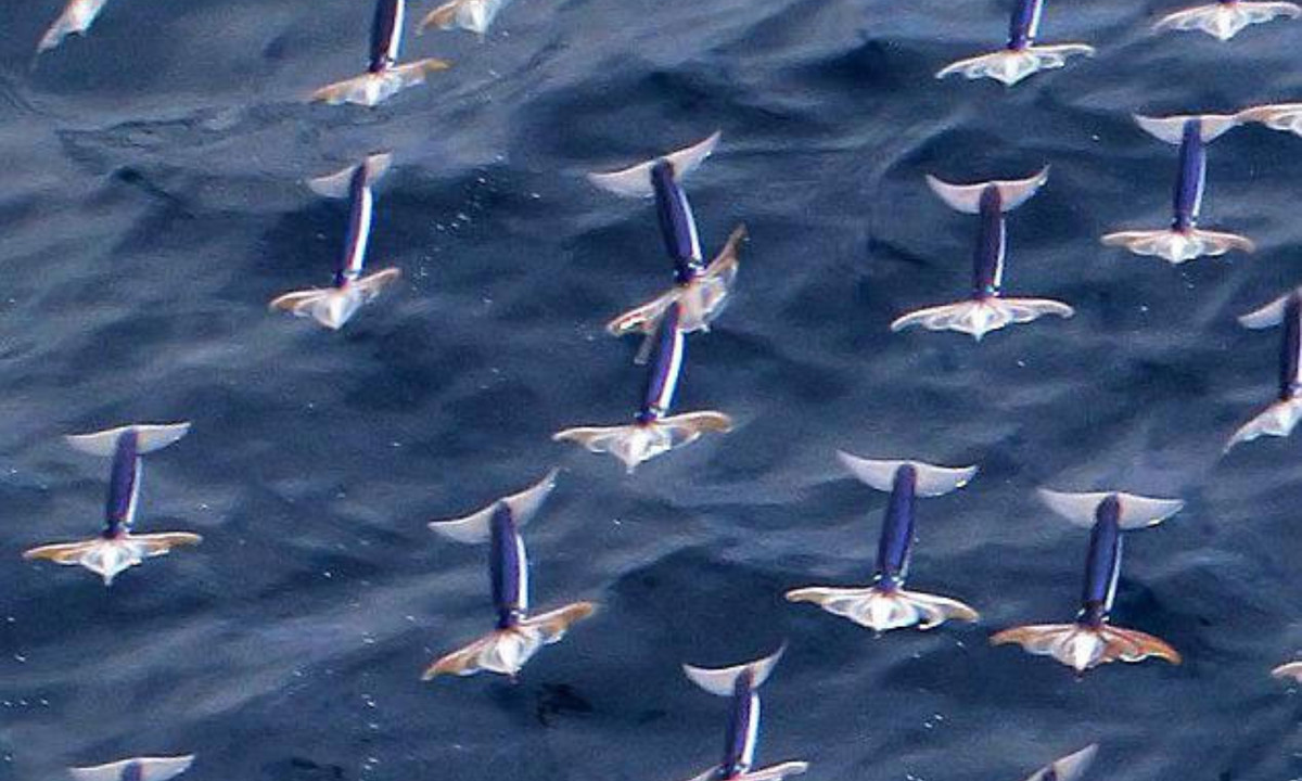  Loài mực bay này sống ở phía bắc của Thái Bình Dương, trong đó có vùng biển miền Trung Việt Nam. Thức ăn của chúng khi còn nhỏ là sinh vật phù du, khi trưởng thành chúng ăn cá và loài giáp xác, thậm chí là ăn thịt lẫn nhau. (Nguồn: Phys.org) 