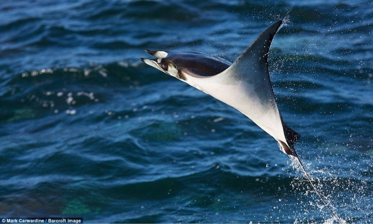 3. Cá đuối bay Mobula: có kích thước cơ thể to lớn với chiều ngang có thể đạt tới 5,2m, trọng lượng có thể đạt tới 1 tấn. (Nguồn: Barcroft Media)