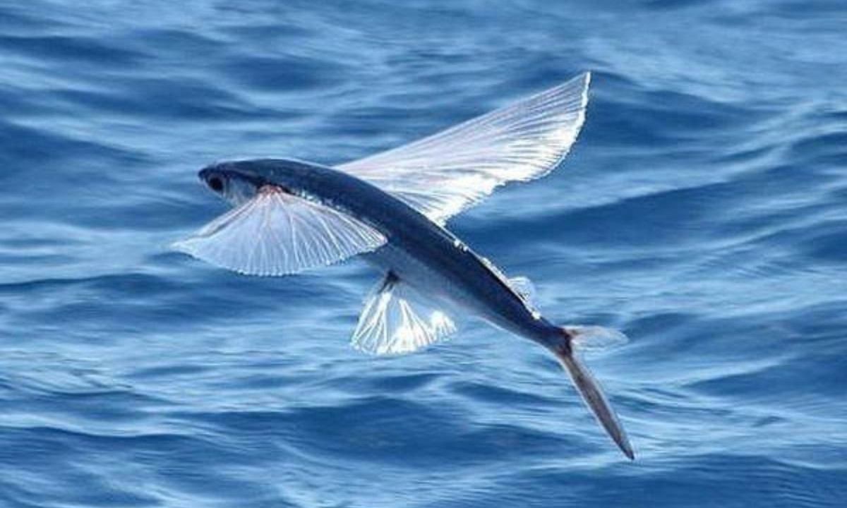4. Cá chuồn bay (Exocoetidae) có vây ngực rất lớn giúp chúng có thể vọt lên mặt nước rồi bay trên mặt nước khoảng vài mét. Khả năng này giúp cá chuồn chạy thoát khỏi những kẻ săn mồi. (Nguồn: Pinterest)