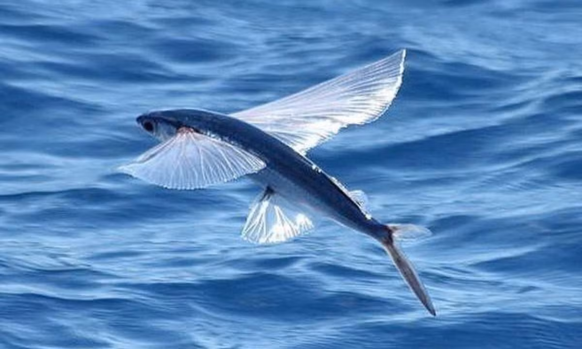 4. Cá chuồn bay (Exocoetidae) có vây ngực rất lớn giúp chúng có thể vọt lên mặt nước rồi bay trên mặt nước khoảng vài mét. Khả năng này giúp cá chuồn chạy thoát khỏi những kẻ săn mồi. (Nguồn: Pinterest)