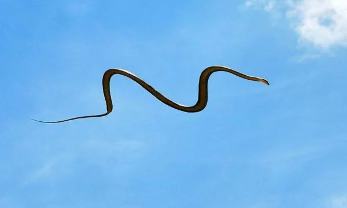 Trong quá trình bay, chiếc đuôi của chúng đóng vai trò điều khiển cân bằng giúp chúng bay xa hơn. Loài rắn kỳ lạ này sinh sống ở Đông Nam Á và Nam Á. (Nguồn: quantrimang.com) 