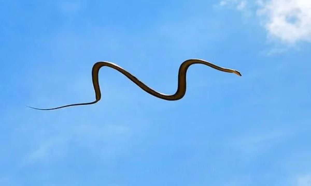 Trong quá trình bay, chiếc đuôi của chúng đóng vai trò điều khiển cân bằng giúp chúng bay xa hơn. Loài rắn kỳ lạ này sinh sống ở Đông Nam Á và Nam Á. (Nguồn: quantrimang.com) 