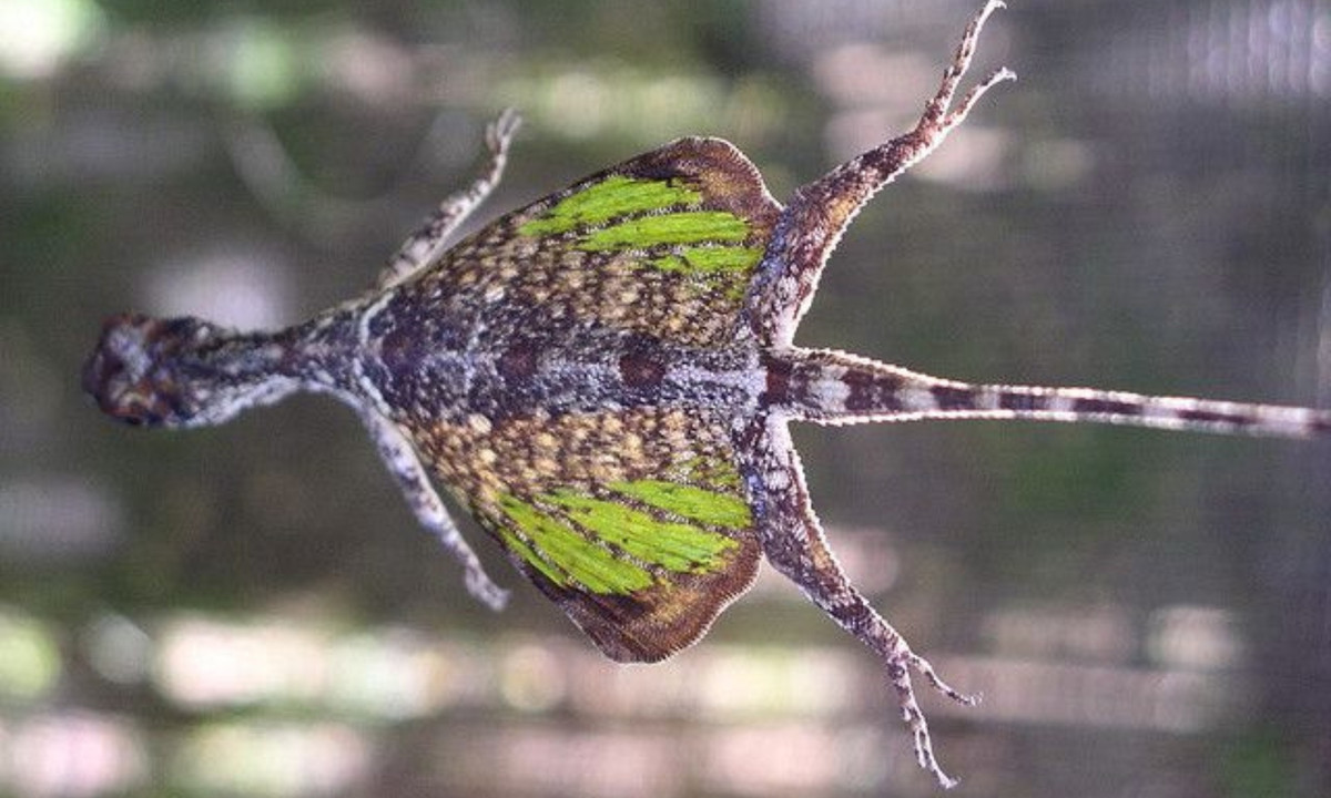 Giữa xương sườn là phần da được xếp nếp và gấp gọn gàng dọc theo cơ thể có thể mở ra và hoạt động như một đôi cánh khi cần thiết giúp chúng có thể bay cao tới 30 feet (9m). Chiếc đuôi thon dài của chúng giống như một bánh lái để chiều chỉnh hướng bay. (Nguồn: Thegioidongvat.co)