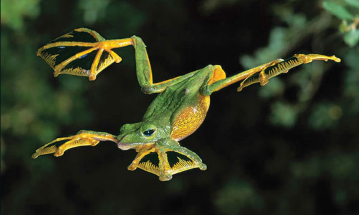 5. Ếch bay Malabar có thể sử dụng bàn chân có màng của nó tạo thành cơ quan giống như một cái dù để giúp chúng bay đáp nhanh từ ngọn cây xuống mặt đất khi gặp kẻ thù.