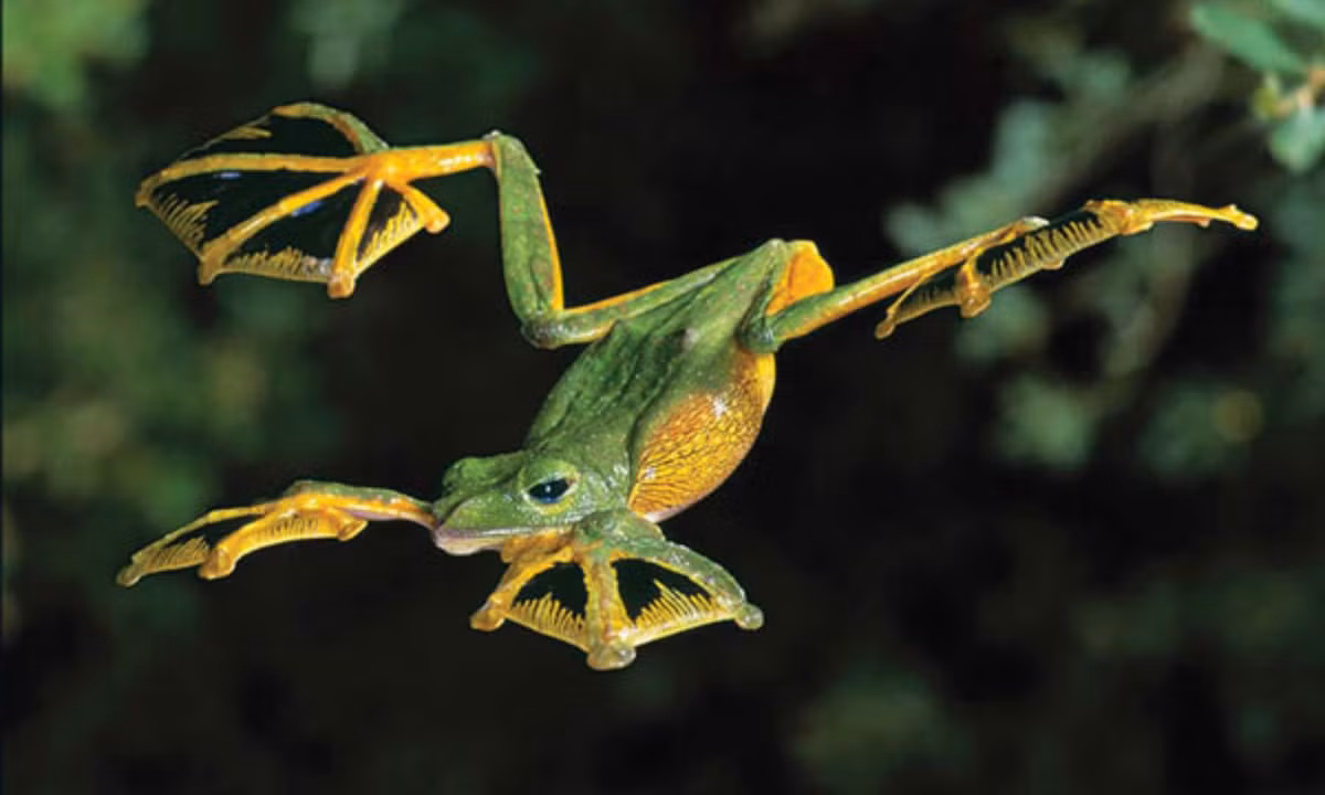 5. Ếch bay Malabar có thể sử dụng bàn chân có màng của nó tạo thành cơ quan giống như một cái dù để giúp chúng bay đáp nhanh từ ngọn cây xuống mặt đất khi gặp kẻ thù.