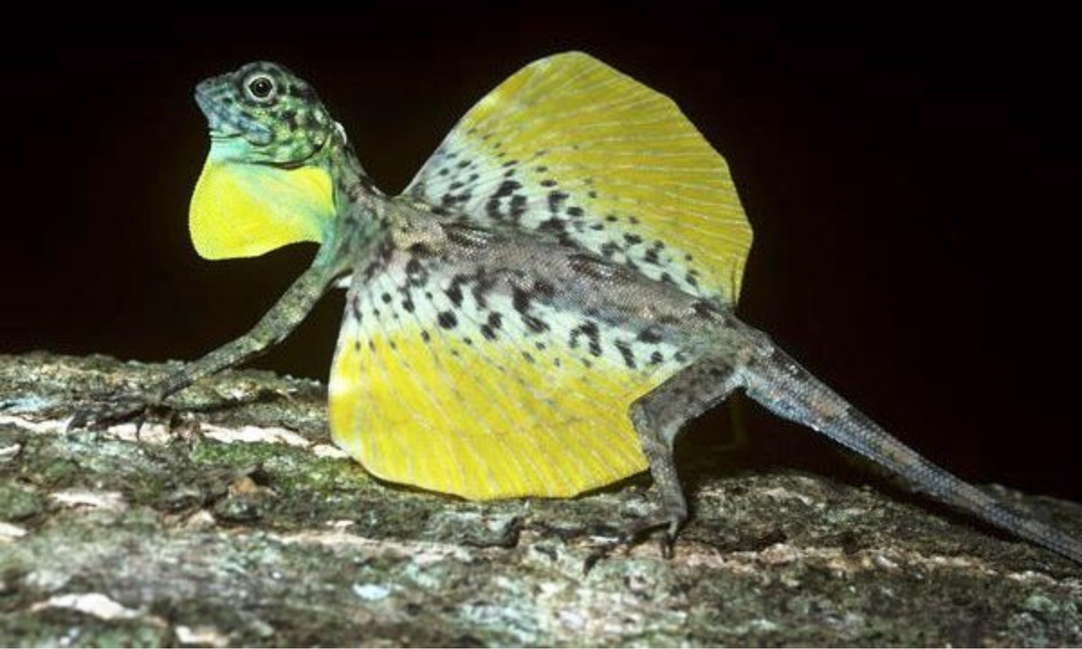 7. Thằn lằn bay Draco: loài thằn lằn này sở hữu một bộ xương sườn dài đặc biệt có thể duỗi thẳng ra và co rút lại theo ý muốn. (Nguồn: ThienNhien.Net)