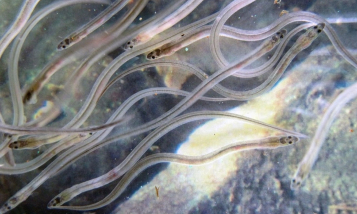 Tuy nhiên, đến nay, các biện pháp bảo vệ loài động vật này vẫn có nhiều lỗ hổng. (Nguồn: Zing)