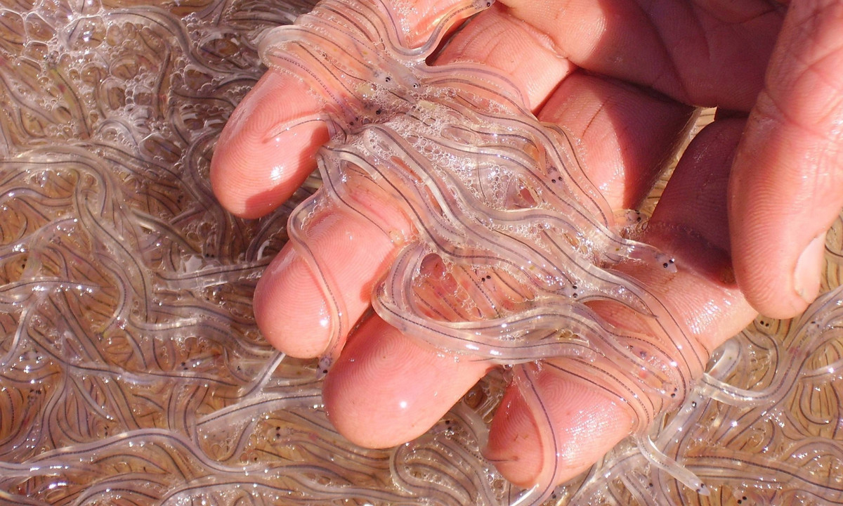 Sự đắt đỏ và vẻ bề ngoài trong suốt đã khiến nhiều người ví lươn thủy tinh như "vàng trắng". (Nguồn: Dân Việt)