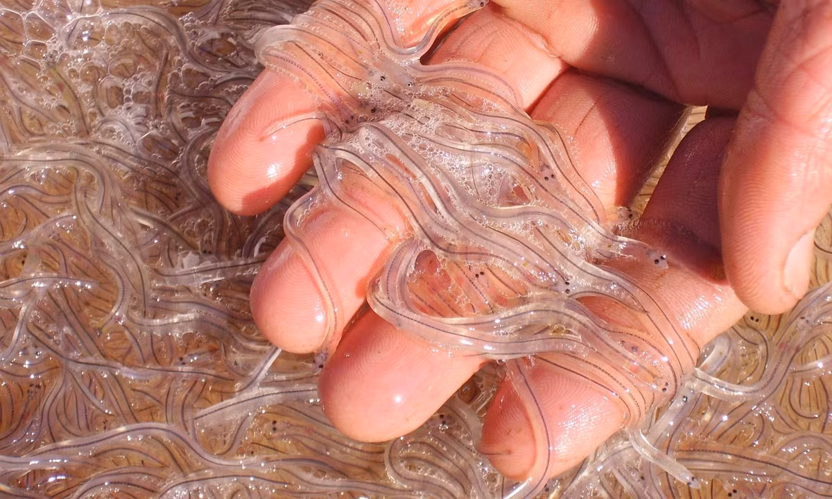 Sự đắt đỏ và vẻ bề ngoài trong suốt đã khiến nhiều người ví lươn thủy tinh như "vàng trắng". (Nguồn: Dân Việt)