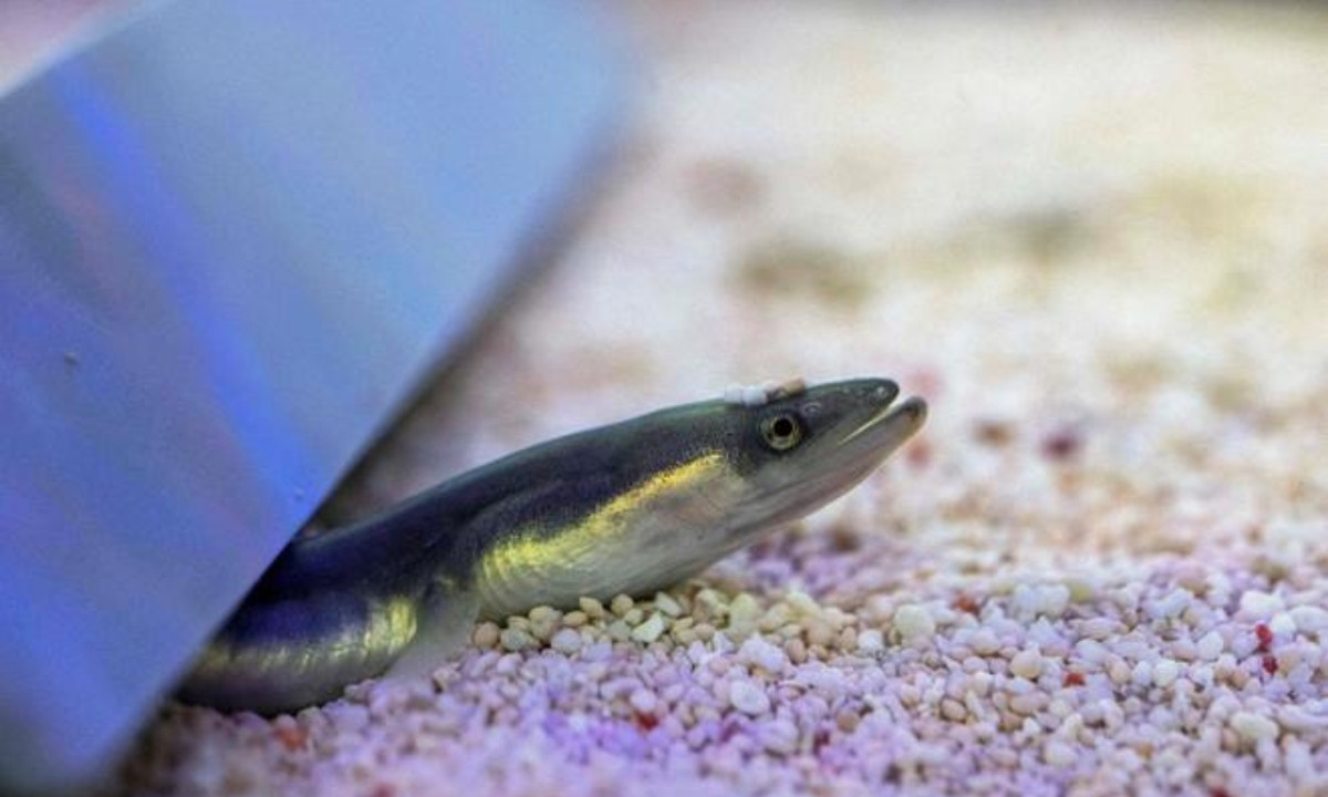 Giá lươn hiện nay tại thị trường Trung Quốc, có thể được bán với giá 5.500 usd/kg. Tương đương với 132 triệu đồng, được cho là loài lươn đắt giá nhất thế giới. Vì vậy, người ta thường ví von loài lươn này là "vàng trắng". (Nguồn: Zing)