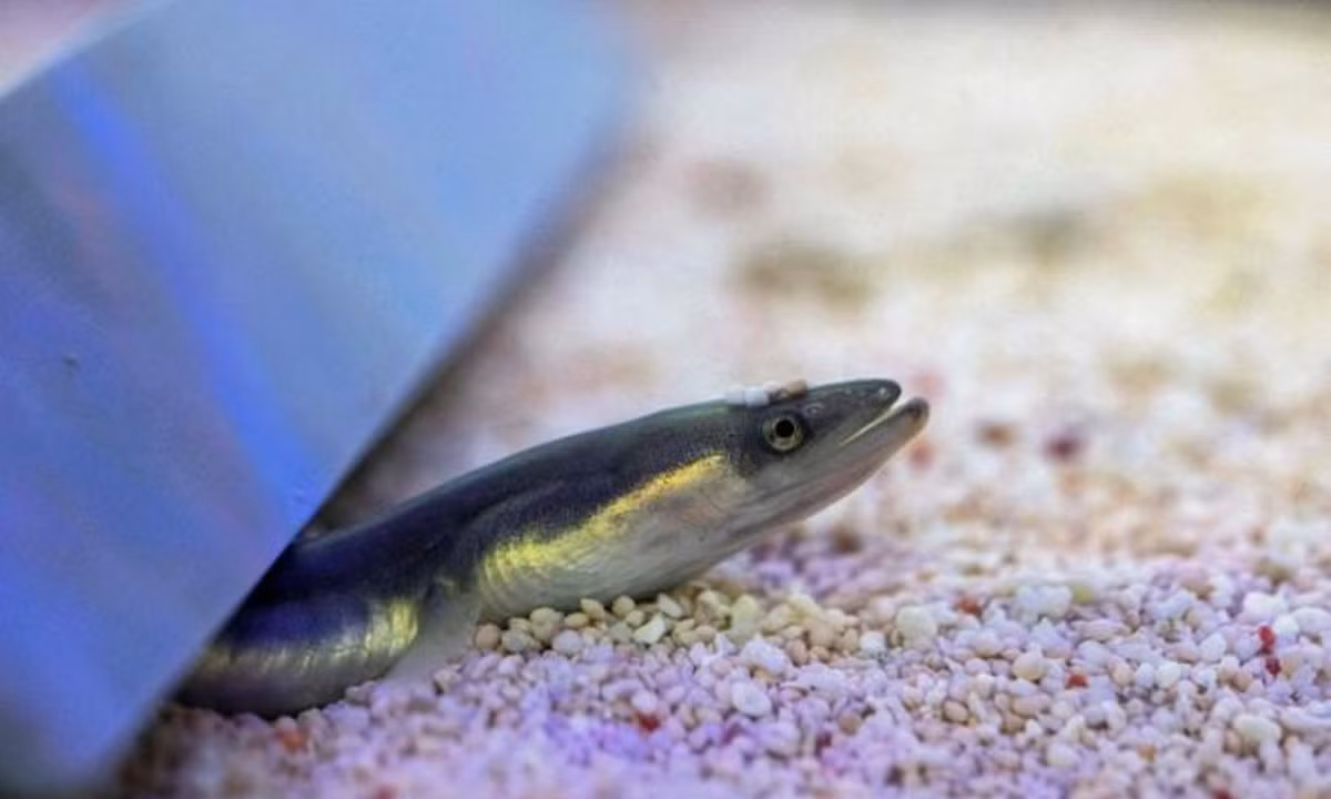 Giá lươn hiện nay tại thị trường Trung Quốc, có thể được bán với giá 5.500 usd/kg. Tương đương với 132 triệu đồng, được cho là loài lươn đắt giá nhất thế giới. Vì vậy, người ta thường ví von loài lươn này là "vàng trắng". (Nguồn: Zing)