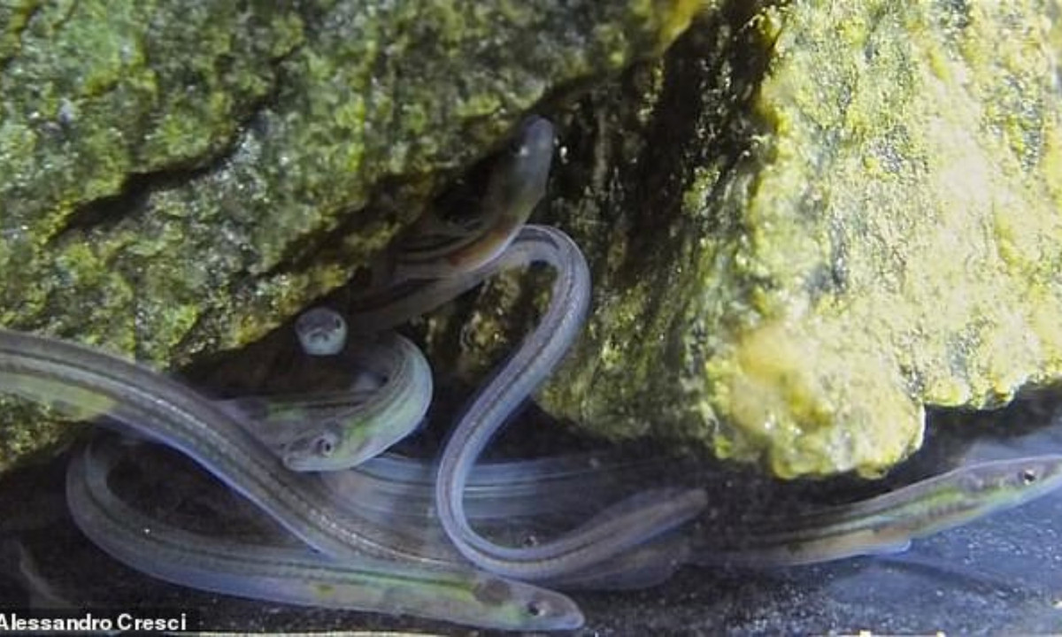 Có lẽ bởi mức giá trên trời của nó tăng theo cấp số nhân trong chuỗi cung ứng trước khi đến tay khách hàng. (Nguồn: TinMoiz)