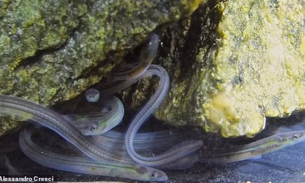 Có lẽ bởi mức giá trên trời của nó tăng theo cấp số nhân trong chuỗi cung ứng trước khi đến tay khách hàng. (Nguồn: TinMoiz)