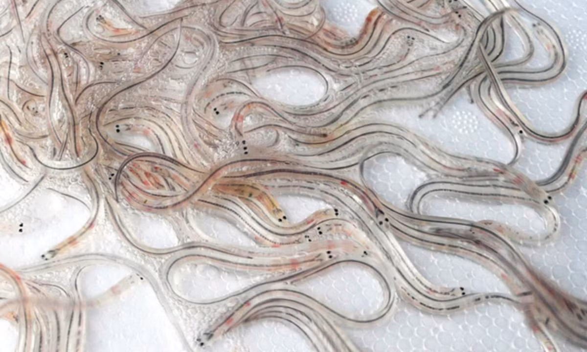 Không giống như lươn đồng, lươn thủy tinh được sinh ra trên biển. Sau đó di cư vào các vùng nước lợ và nước ngọt ở đất liền. (Nguồn: Tép Bạc)