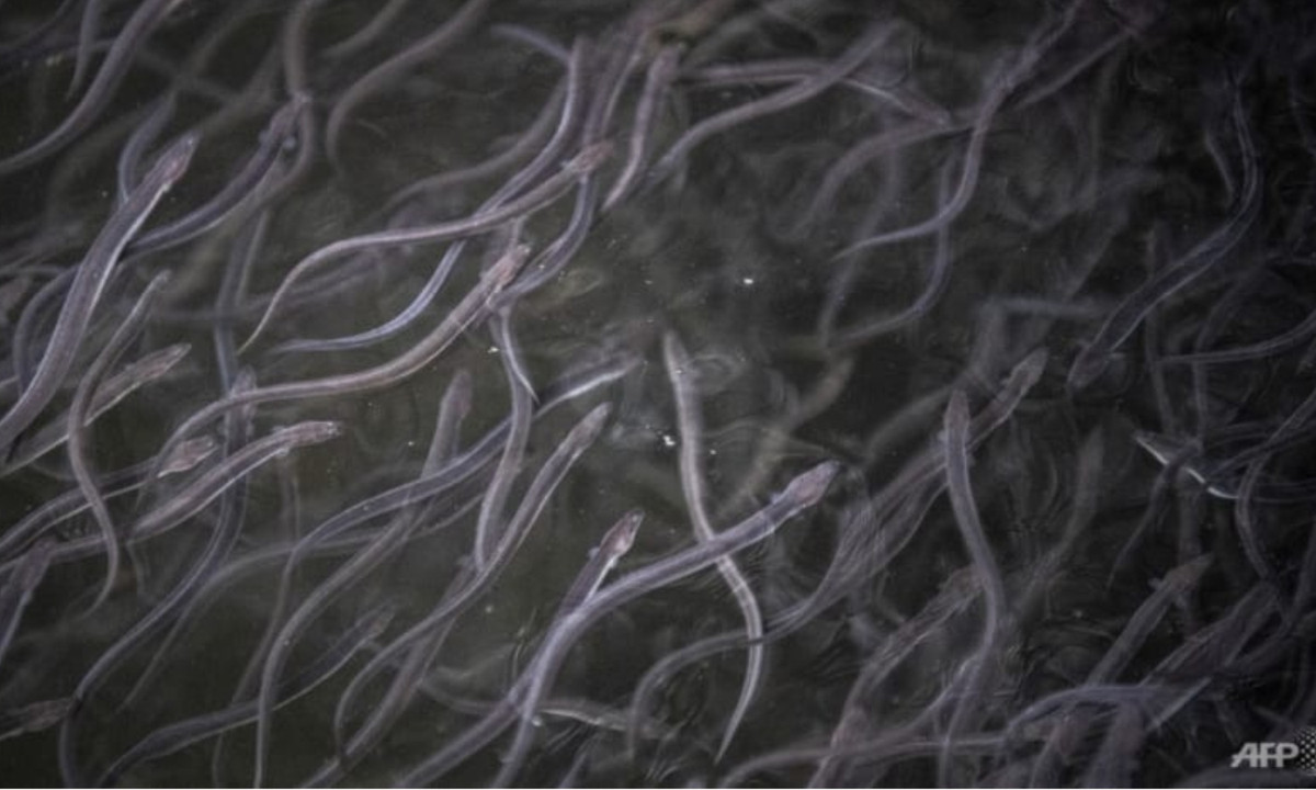 Lươn thủy tinh nằm trong danh sách những loài "cực kỳ nguy cấp" của Liên minh Bảo tồn Thiên nhiên Quốc tế (IUCN). (Nguồn: VnReview)