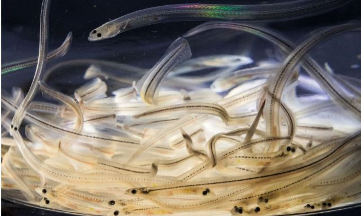 Lươn thủy tinh là một loại cá di cư, có một vòng đời sinh trưởng phát triển của mình khá dị thường và bí ẩn. Mà cho đến nay các nhà khoa học không thể lý giải nổi. (Nguồn: VietNamNet)