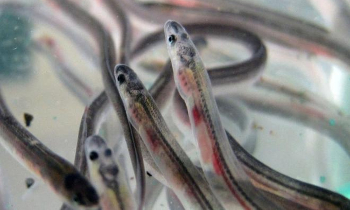 Lươn thủy tinh trở thành mặt hàng buôn lậu từ châu Âu đến tận bàn ăn châu Á, mang về lợi nhuận "khủng" hàng tỷ USD và khiến chúng có nguy cơ tuyệt chủng. (Nguồn: Zing)