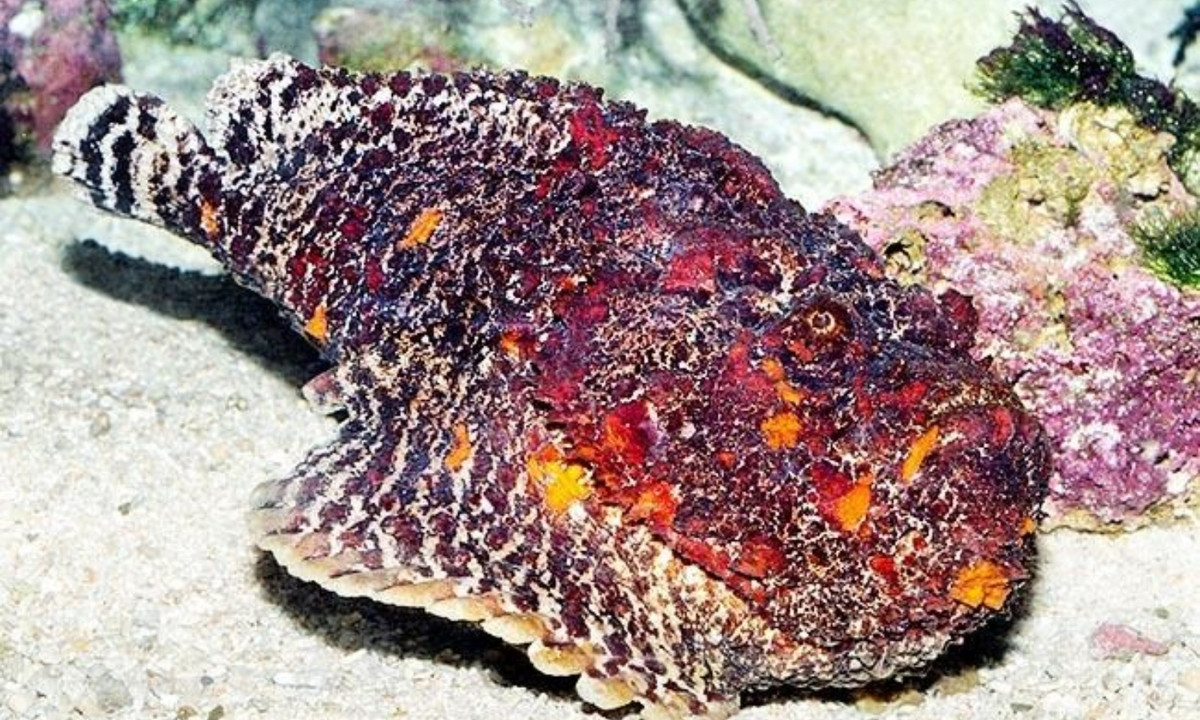 Bên cạnh đó, cá mặt quỷ còn có thân hình to xù, nhiều vây ở sống lưng và lớp da loang lổ màu nâu đỏ thô ráp giống hệt những tảng đá. Tận dụng ưu thế này, chúng thường ẩn mình trong những rặng san hô để săn mồi. Sau khi xác định được con mồi, nó tung ra cú đớp chỉ trong 0,015 giây để nuốt gọn đối phương. (Nguồn: Pinterest)