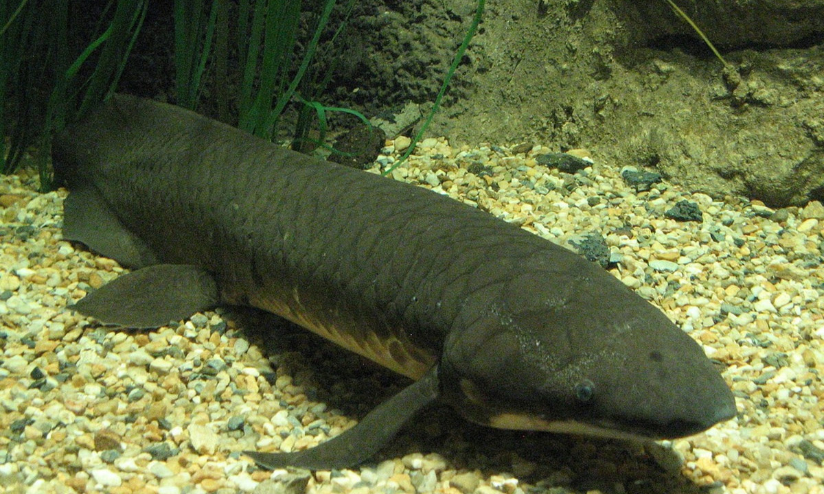 Nguyên nhân là do, với những loài cá bình thường, bong bóng là bộ phận giúp cá giữ thăng bằng khi bơi. Nhưng ở cá phổi, bong bóng phát triển thành phổi để lấy oxy trực tiếp từ không khí. Vây của chúng cũng chuyển dần thành tay bơi. (Nguồn: Wikipedia)