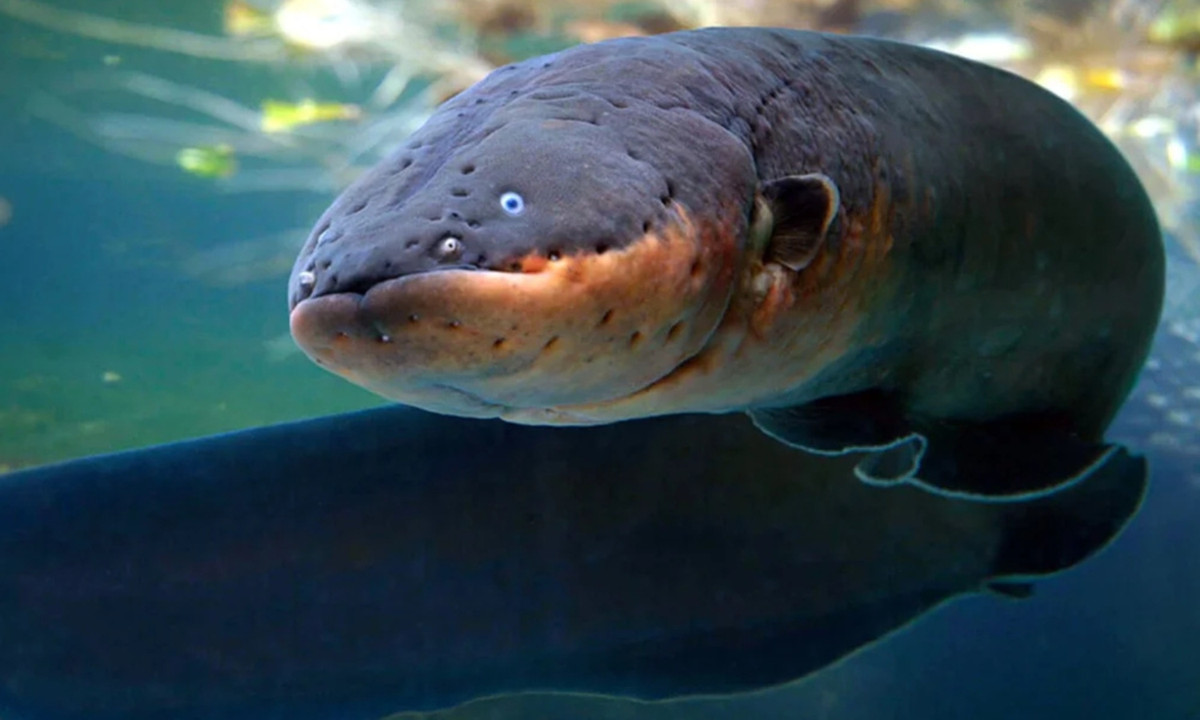 Nhiều cú sốc điện từ loài sinh vật này có thể gây đau tim hoặc suy hô hấp cho người. Khi bị lươn điện tấn công, người bình thường sẽ bị choáng và chết đuối. (Nguồn: Tép Bạc)