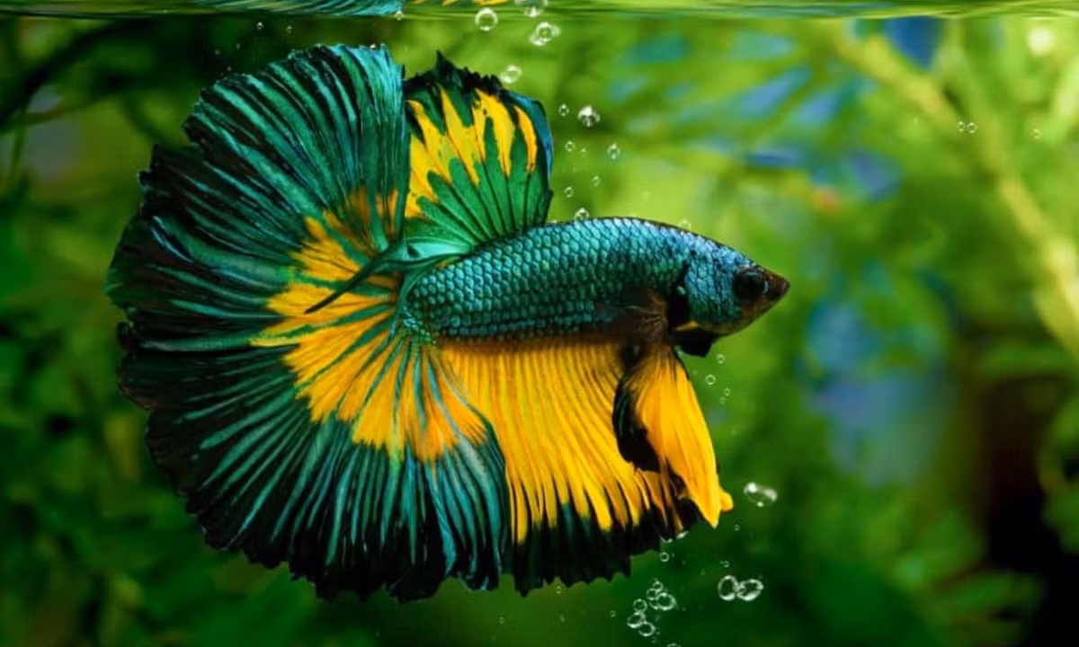 Cá xiêm còn được biết tới là loài cá sở hữu trí thông minh. Chúng có thể được dạy để bơi theo ngón tay hay đẩy bóng vào gold. Chúng cũng nổi tiếng là hiếu chiến và thường được sử dụng trong các trận "chọi cá". (Nguồn: Fancy Viet Nam)