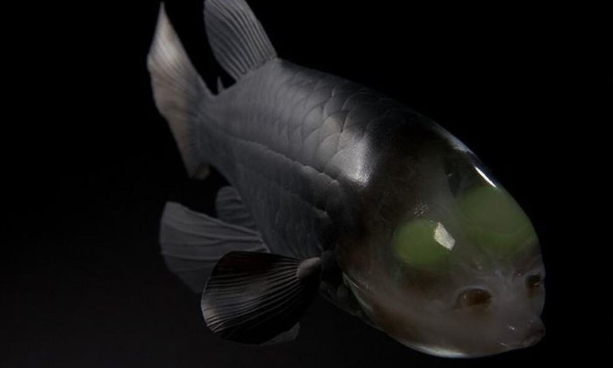 Đôi mắt của chúng cực kỳ nhạy sáng và chứa sắc tố màu xanh lục, giúp cá mắt thùng có thể tồn tại dưới đáy biển sâu khi săn mồi và trốn kẻ thù. Thậm chí, đôi mắt này còn có thể xoay được, cho phép chúng nhìn thẳng về phía trước hoặc nhìn lên phía trên để quan sát mọi thứ trên đỉnh đầu. (Nguồn: giaoducthoidai.vn)