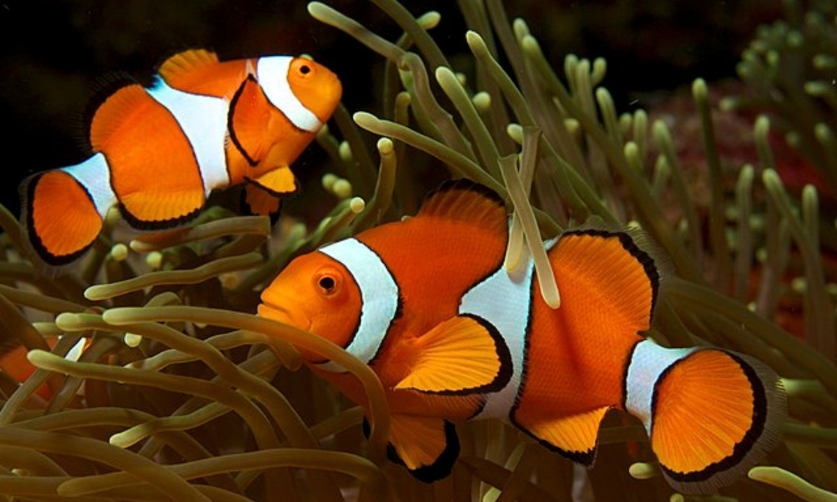 3. Cá hề (clownfish): có cơ thể màu da cam với ba vạch màu trắng. Cá hề là động vật lưỡng tính với khả năng sinh sản giống cả con đực và con cái. Một điều thú vị là đến một kích thước và điều kiện thích hợp, cá hề sẽ có khả năng chuyển đổi giới tính. (Nguồn: Wikipedia)