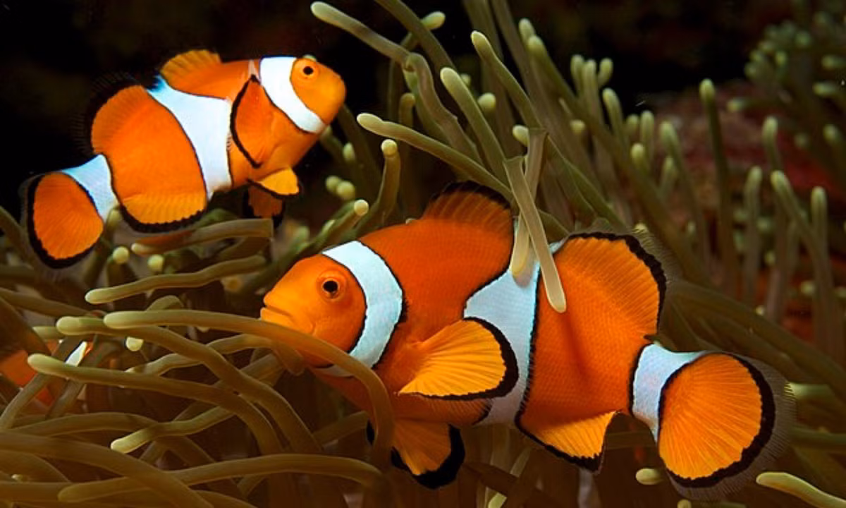 3. Cá hề (clownfish): có cơ thể màu da cam với ba vạch màu trắng. Cá hề là động vật lưỡng tính với khả năng sinh sản giống cả con đực và con cái. Một điều thú vị là đến một kích thước và điều kiện thích hợp, cá hề sẽ có khả năng chuyển đổi giới tính. (Nguồn: Wikipedia)