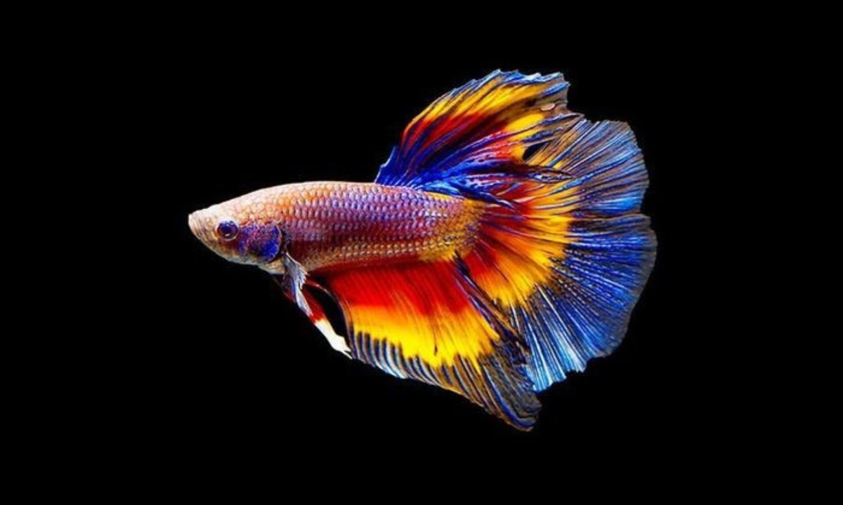 4. Cá xiêm: bên cạnh vẻ ngoài sặc sỡ, cá xiêm Thái Lan còn gây ấn tượng bởi khả năng đổi màu cực độc đáo. Màu sắc trên cơ thể của loài cá này sẽ thay đổi theo môi trường sống, thậm chí ngay cả khi tâm trạng của chúng không tốt. (Nguồn: giaoducthoidai.vn)